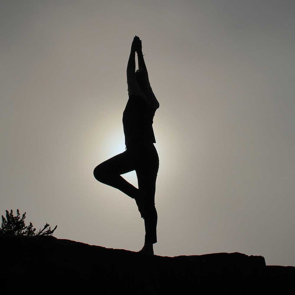 Services Fraser Veterinary Services