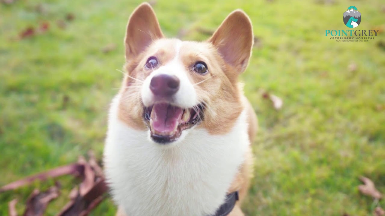 About Fraserview Veterinary Hospital Vancouver, BC Vet