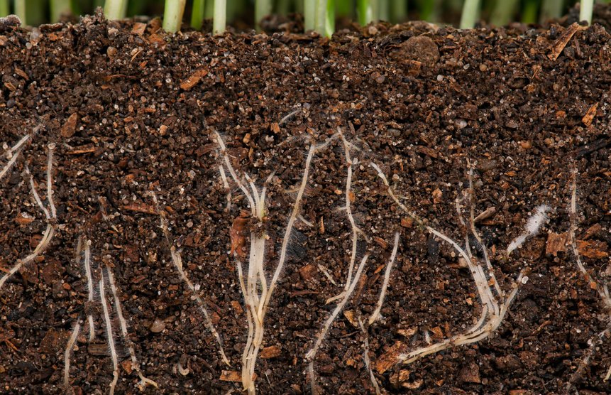 Kunstmest kopen Liever niet! Kies voor gezonde planten en bodemleven.