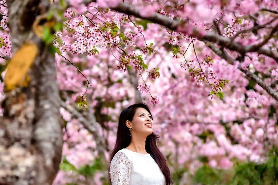 6 Best Places to See Cherry Blossoms in Taiwan Fravel