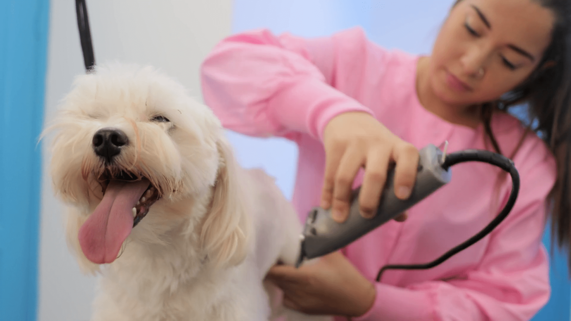 Frazier Mobile Frazier Mobile Veterinary Services