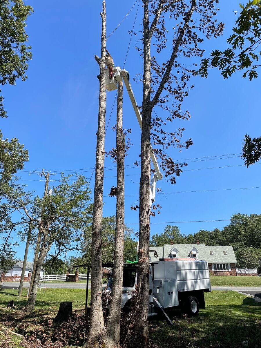 Frazier's Tree Experts Virginia's Best Tree Service
