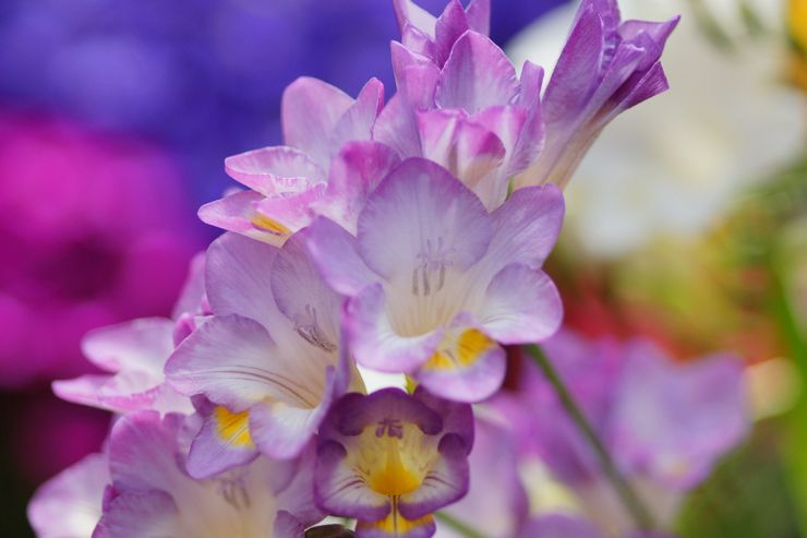 Fresia: plantación y cuidado en campo abierto, tipos y variedades, foto.