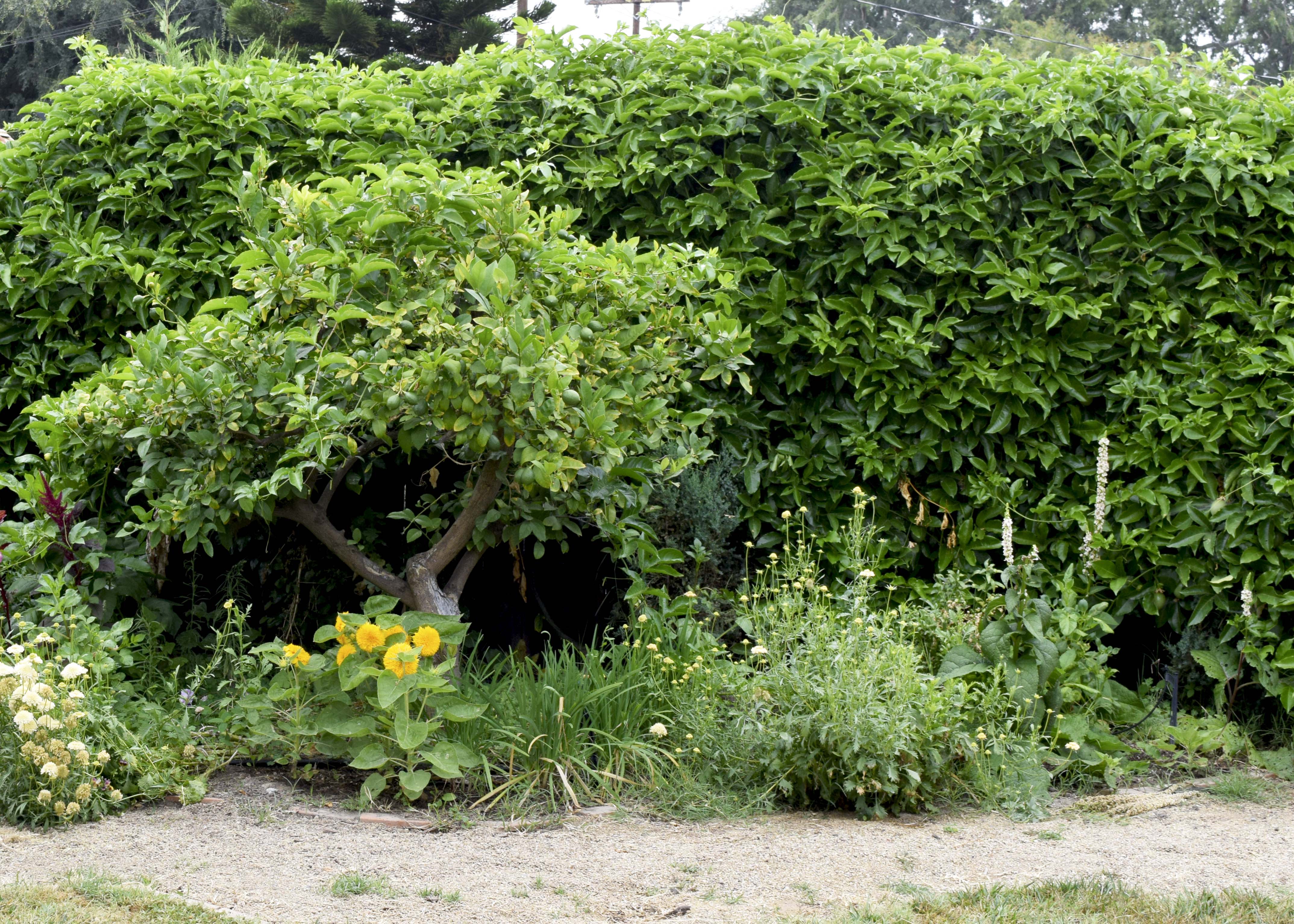 Passion Fruit Vine Winter