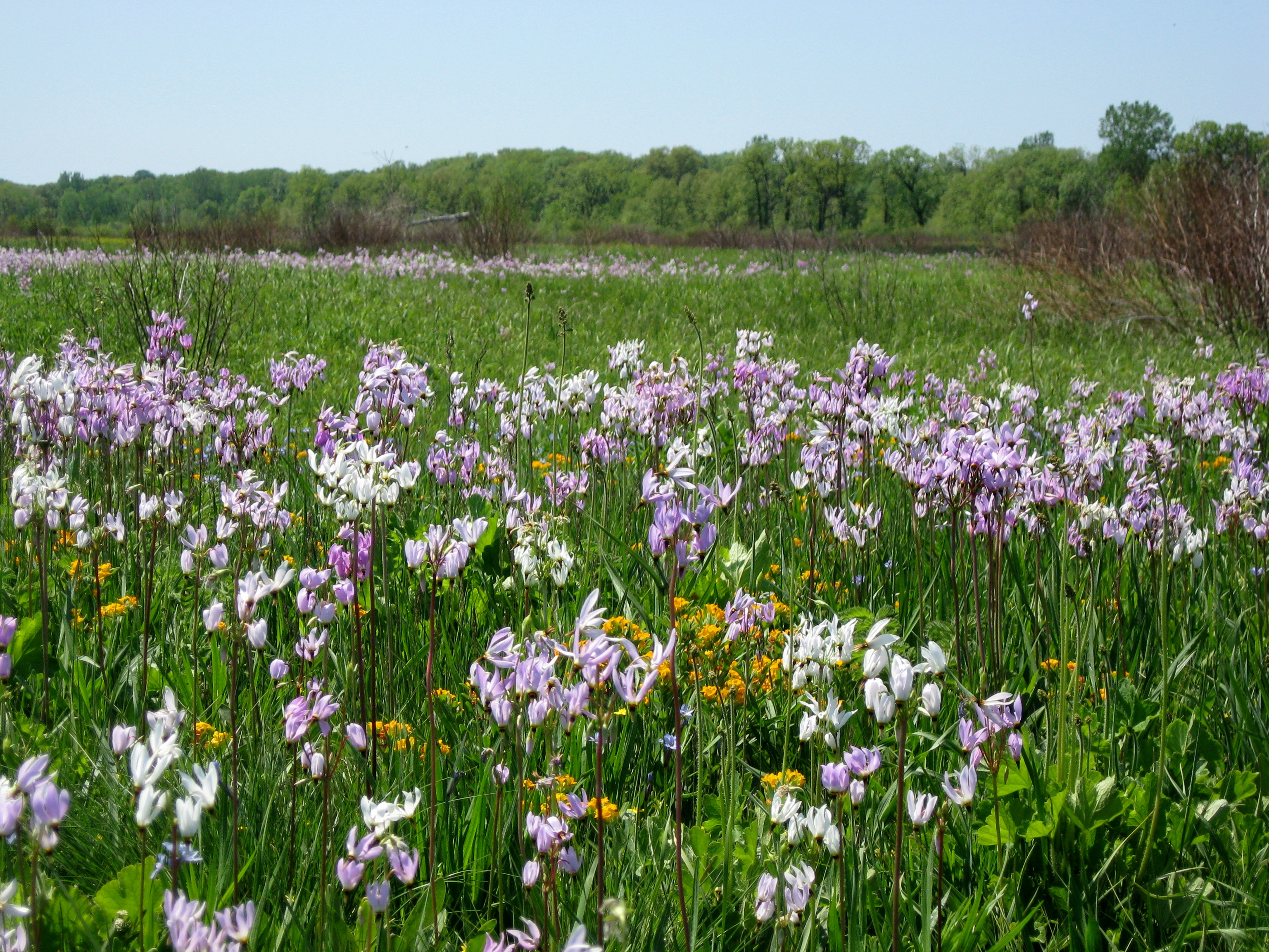 Wisconsin Wildflowers