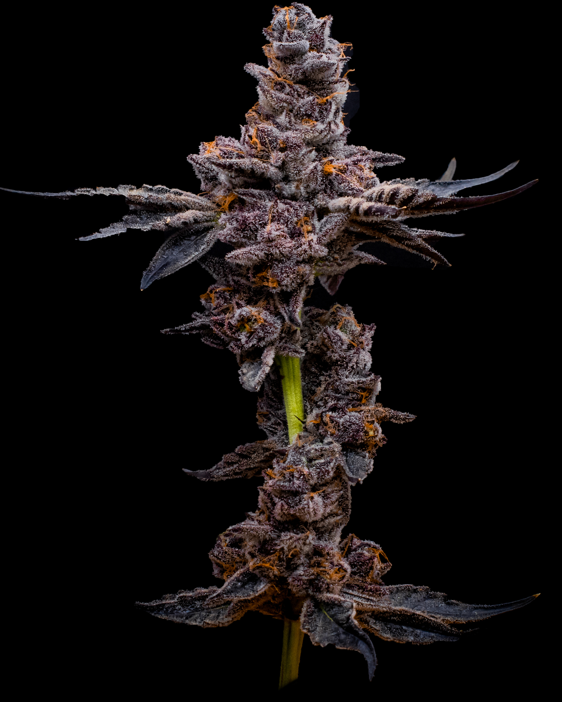 Breath Mints Cannabis Strain Freddy's Fuego