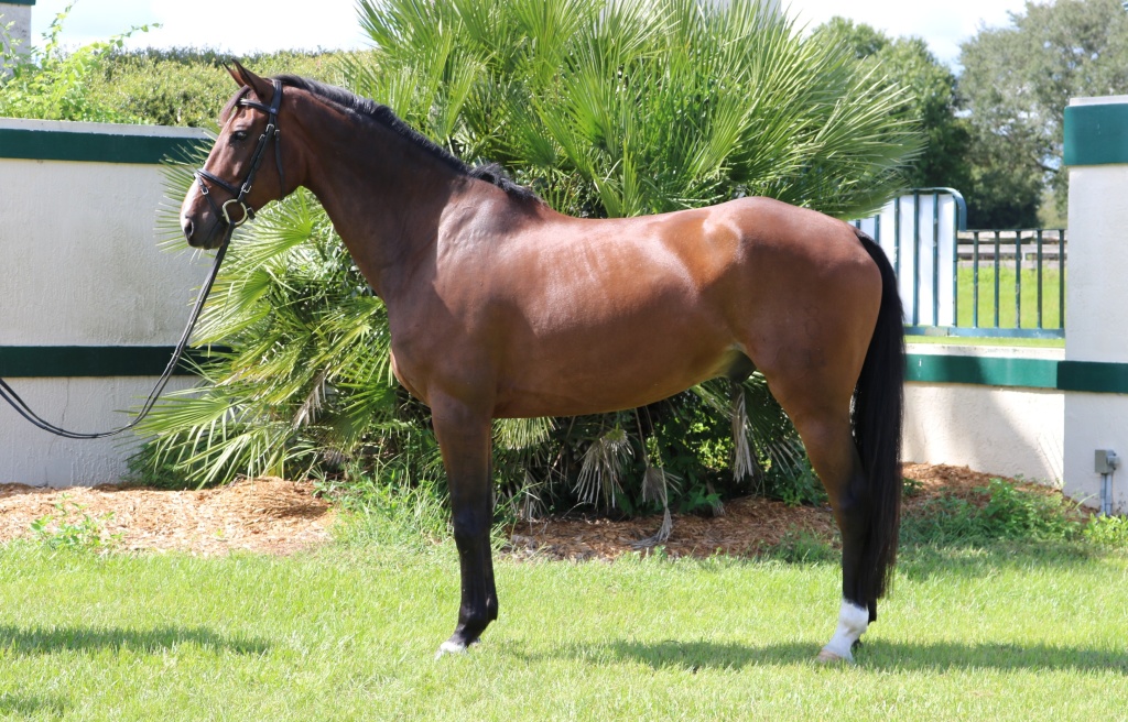 Fredericks Equestrian » Long Island T