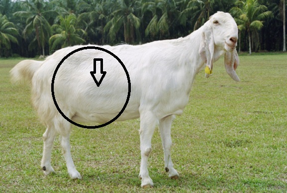 Ciri Kambing Bunting Ilmu Pengetahuan Lengkap