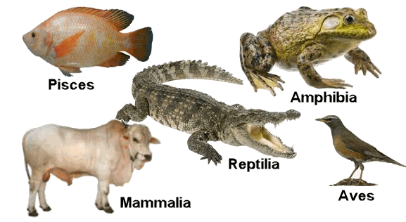 88 Hewan Bertulang Belakang Beserta Gambarnya HD Terbaru