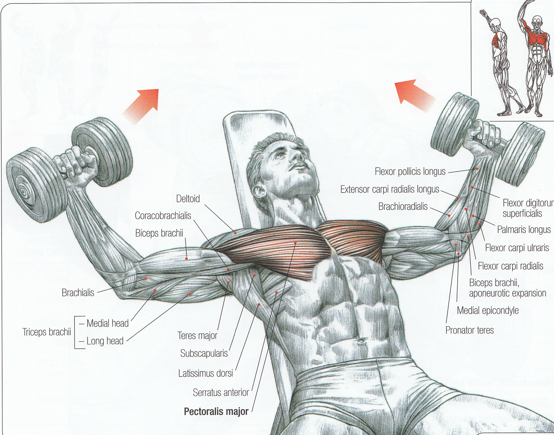 Armpit Anatomy Reference