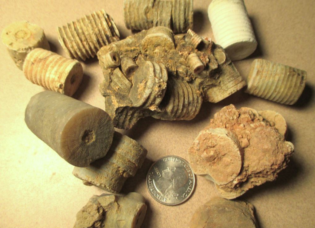 Collecting in Tennessee Fred Haynes