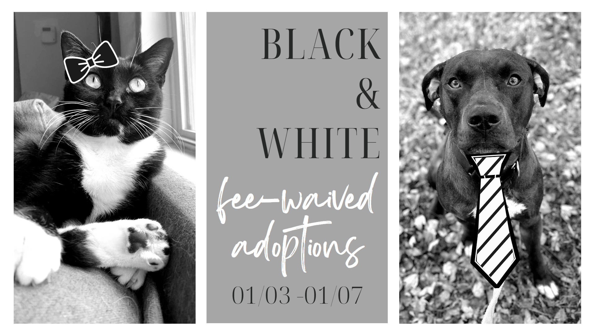 BLACK & WHITE TIE ADOPTION EVENT Fredericksburg SPCA