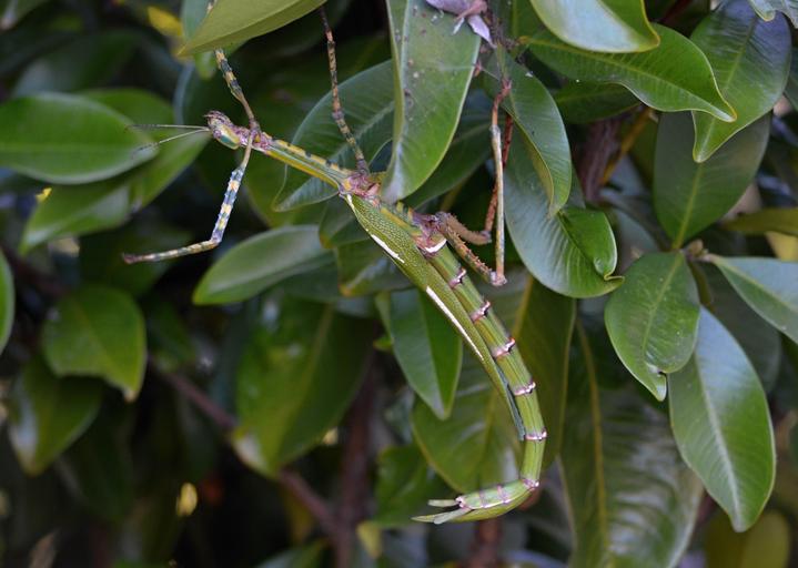 Free Images phasmatodea stick insect animals