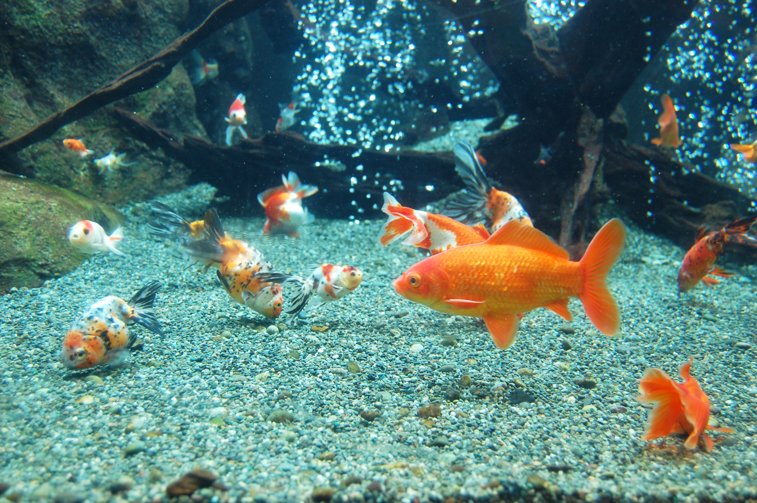 金魚 フリー素材ドットコム