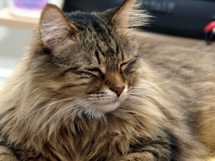 Know Your Furry Friends How Cats Show Affection