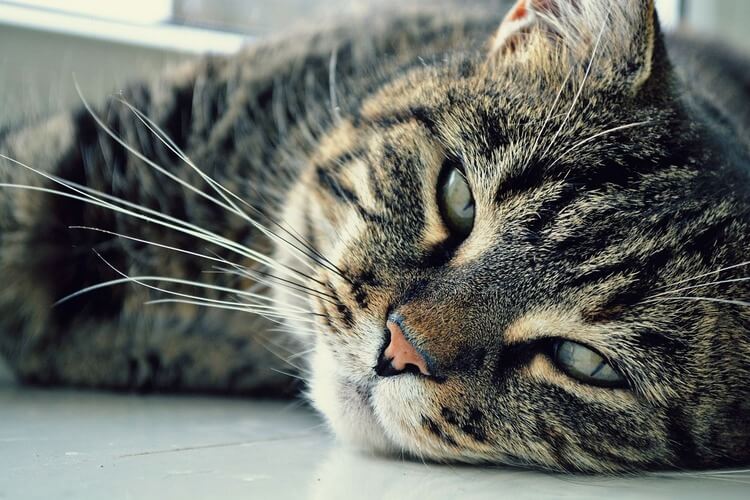 Know Your Feline Companion Why Do Cats Meow?