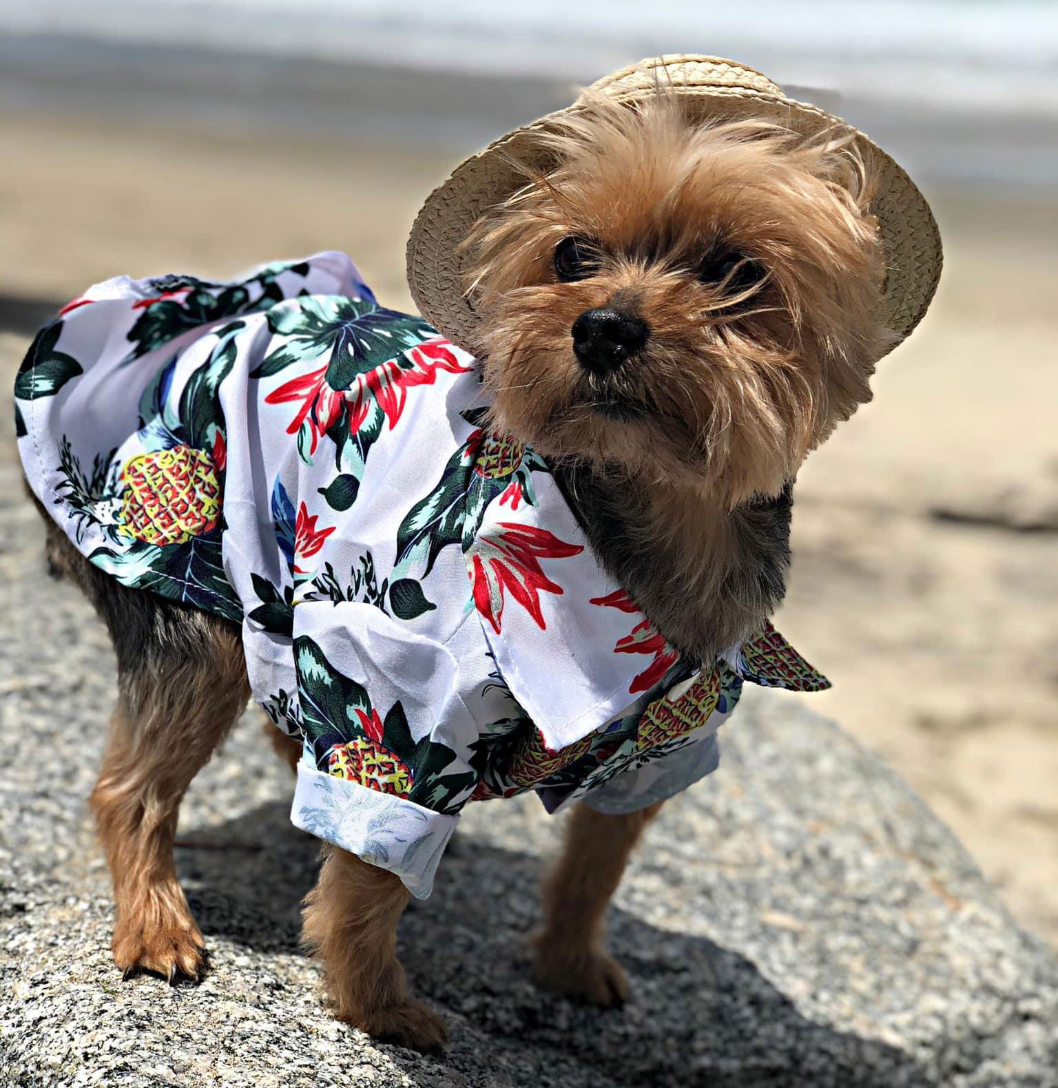 Roscoe Free Animal Doctor