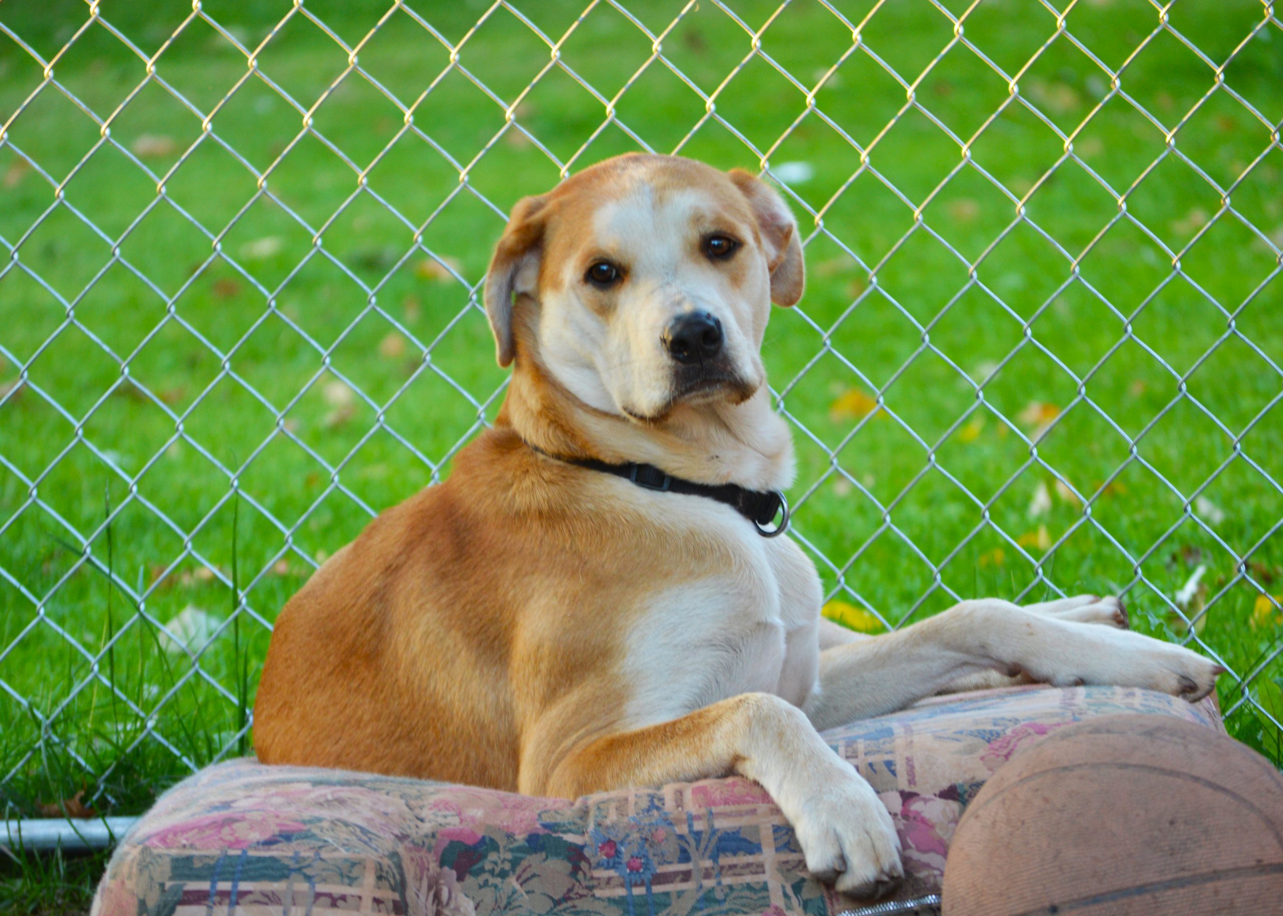 f1aaa Free Animal Doctor