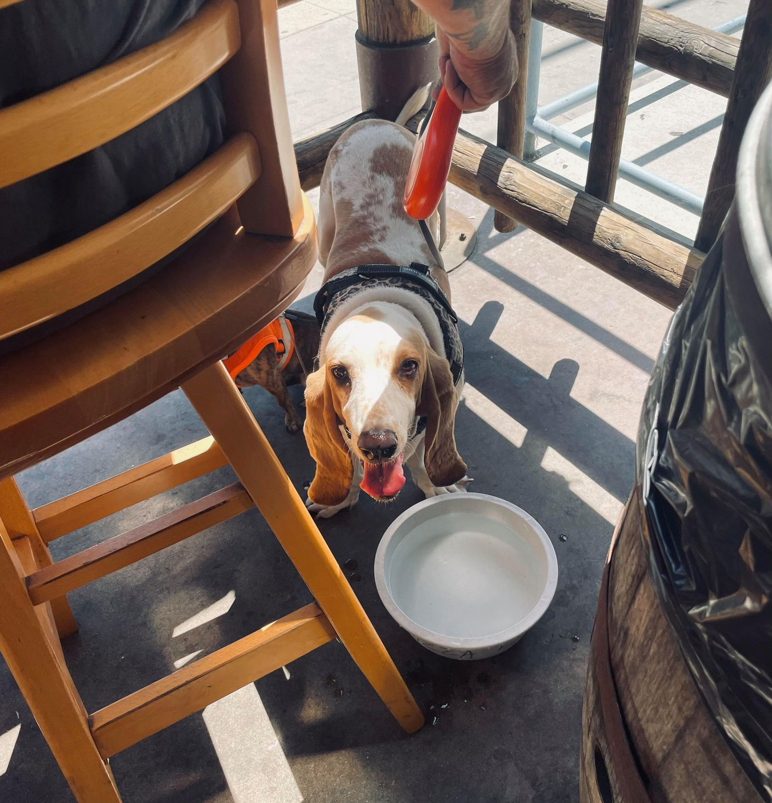 f5 Free Animal Doctor