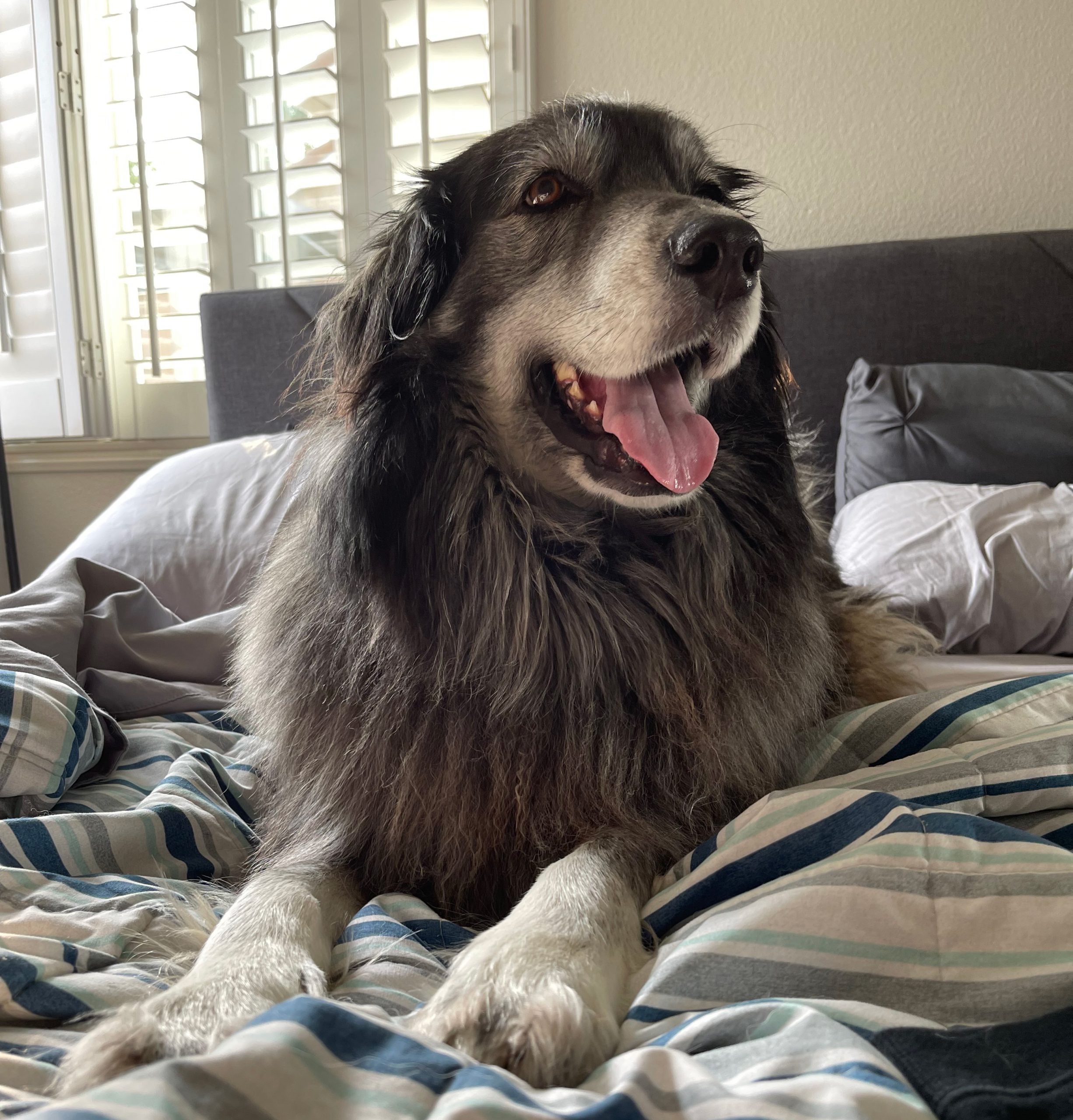 f8 Free Animal Doctor