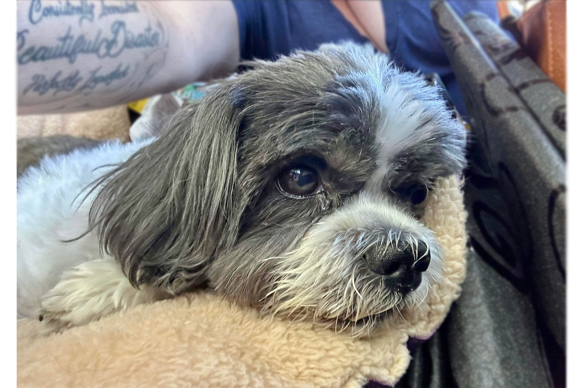 Tipper Free Animal Doctor