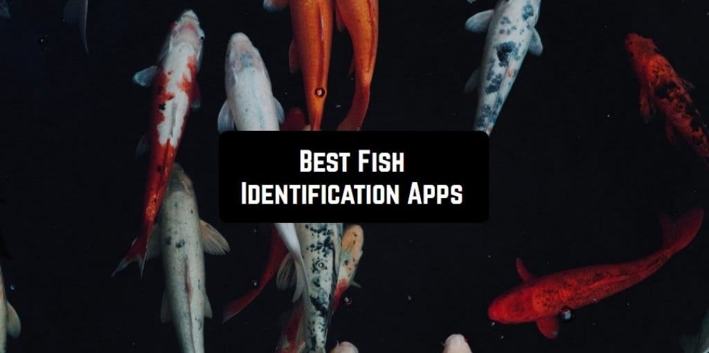 7 Best Fish Identification Apps for Android & iOS Free apps for