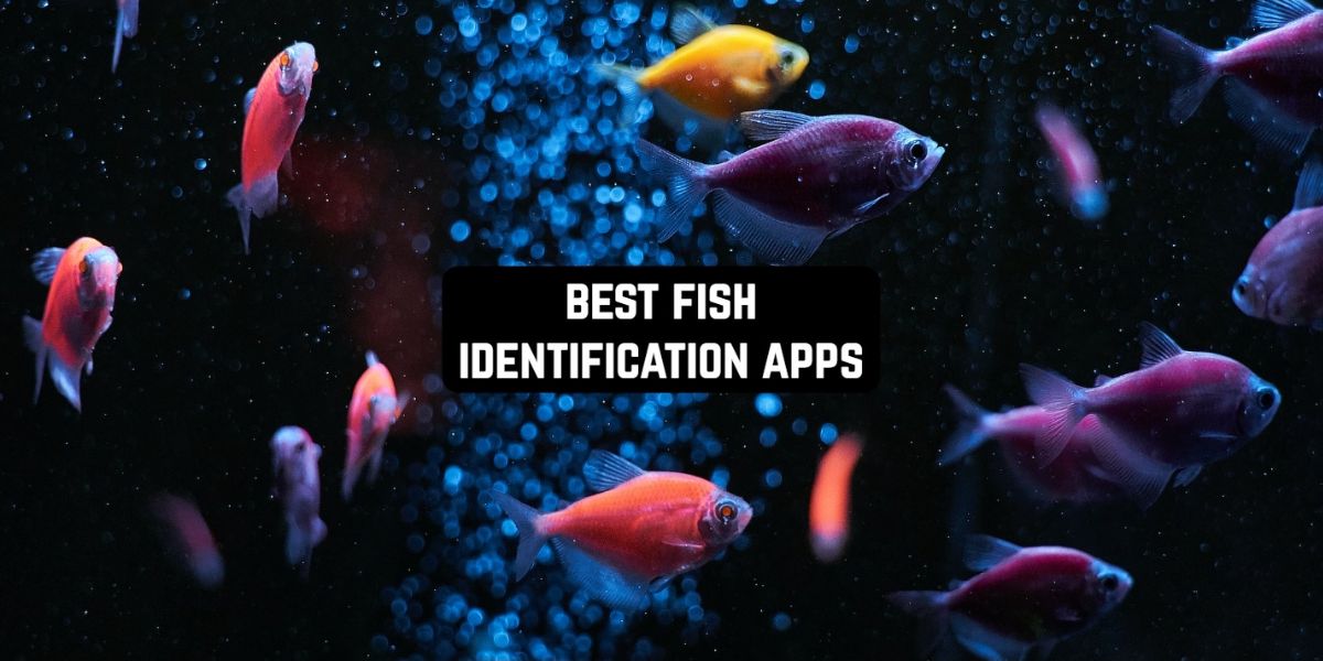9 Best Fish Identification Apps for Android & iOS Freeappsforme Free apps for Android and iOS