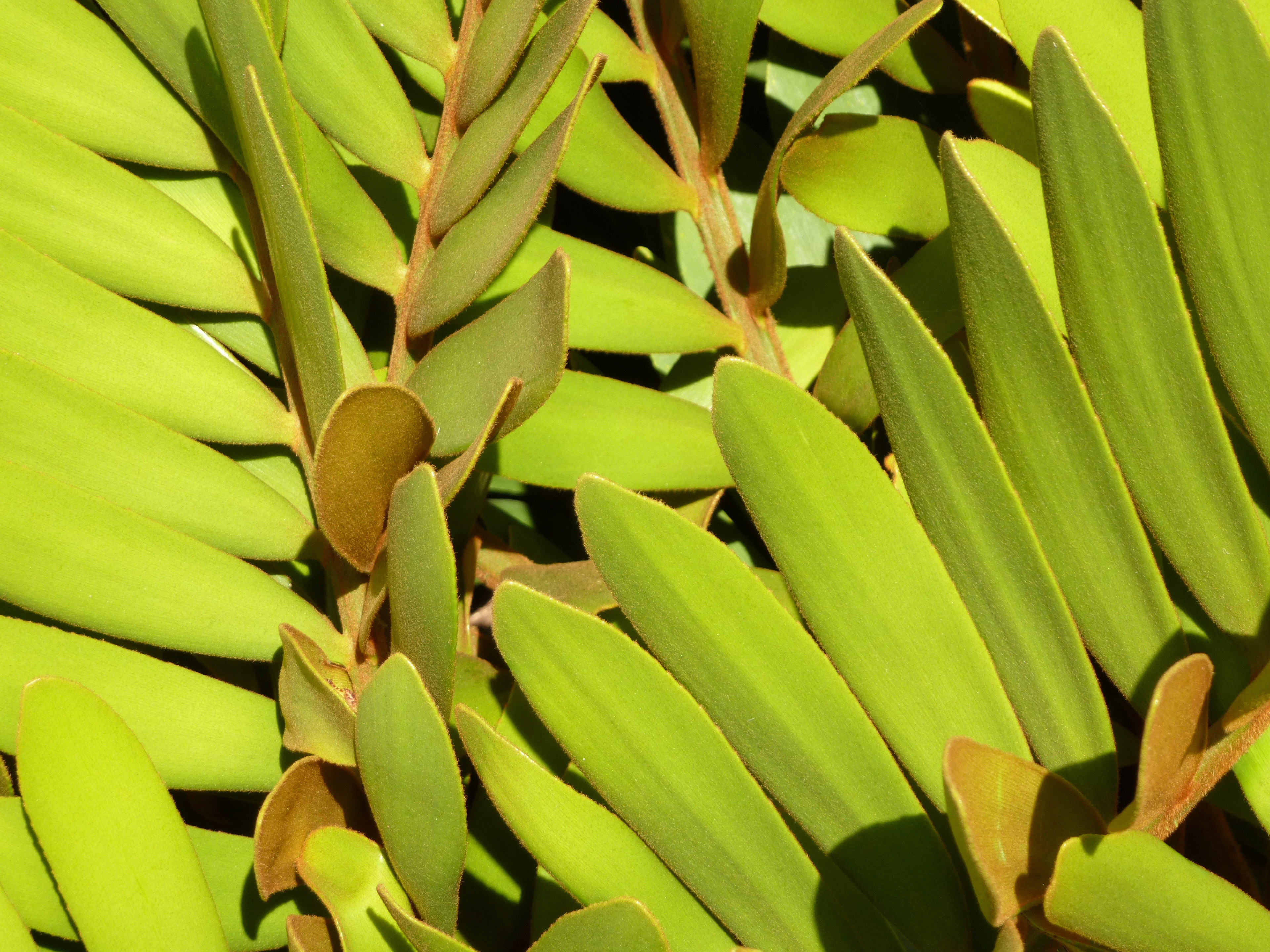 Free Image of Plant with Smooth Green Leaves Freebie.Photography