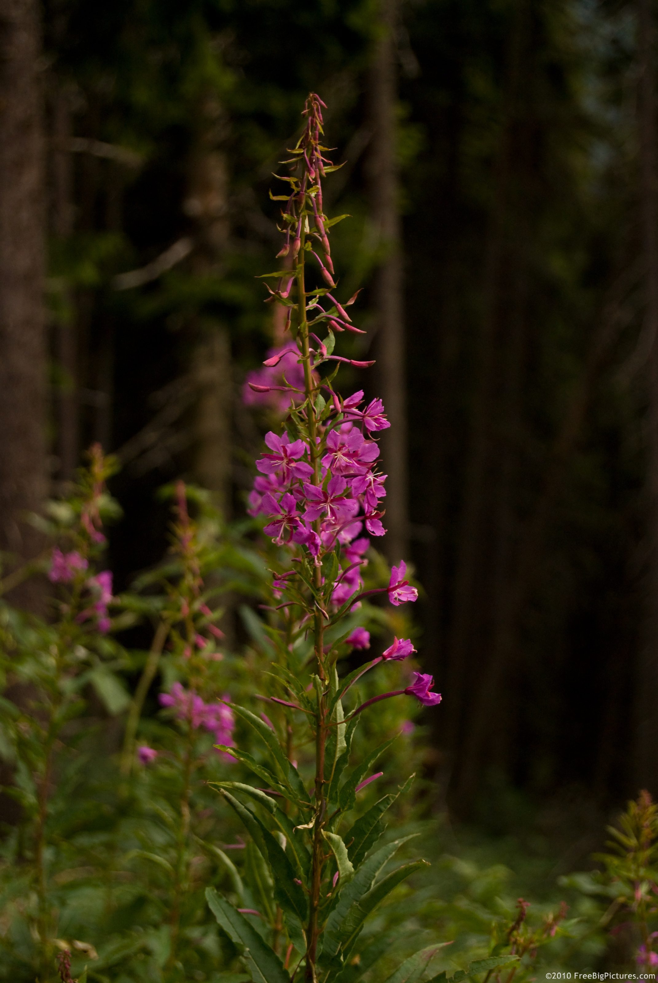 Fireweed