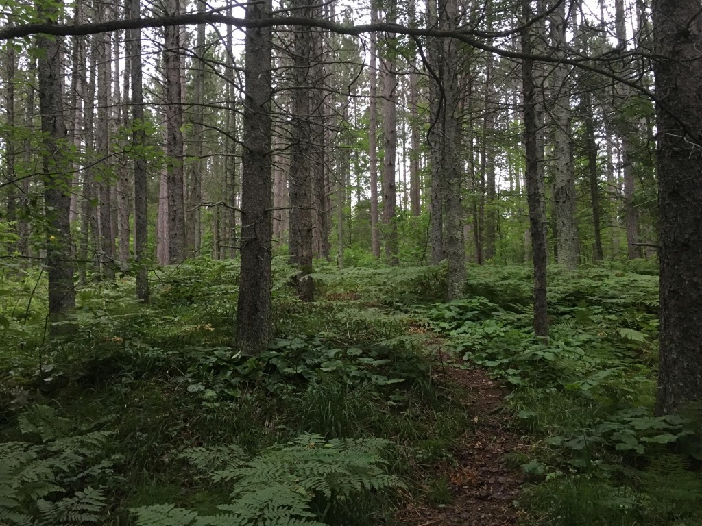 Goodman County Park Athelstane, Wisconsin Free Camping Near You