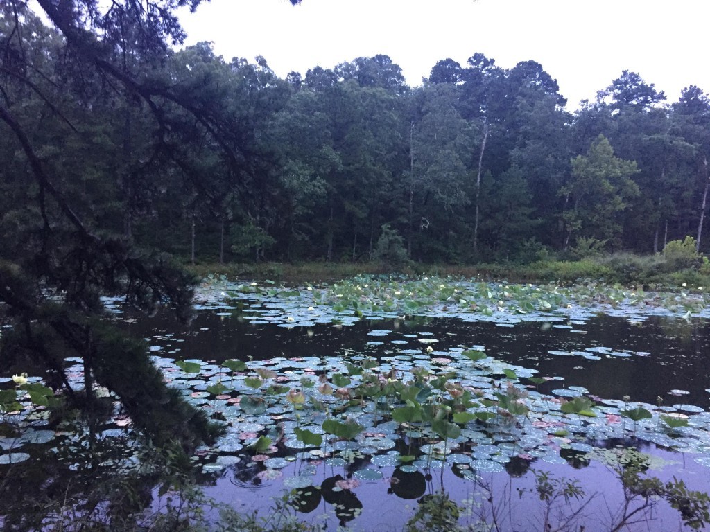 Mark Twain National Forest Scotia Pond Salem, Missouri Free Camping Near You
