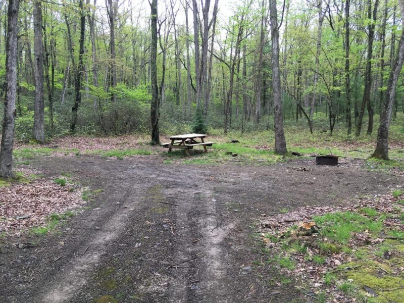 Bald Eagle State Forest , Woodward Woodward, Pennsylvania Free