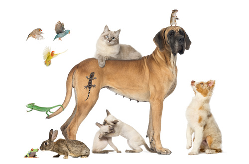 Different pets Stock Photo 03 free download
