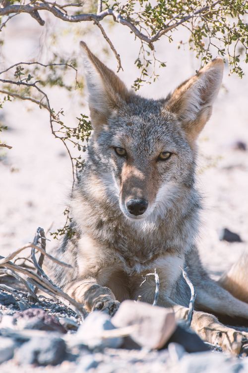 Stock Photo Fierce wild wolf 04 free download