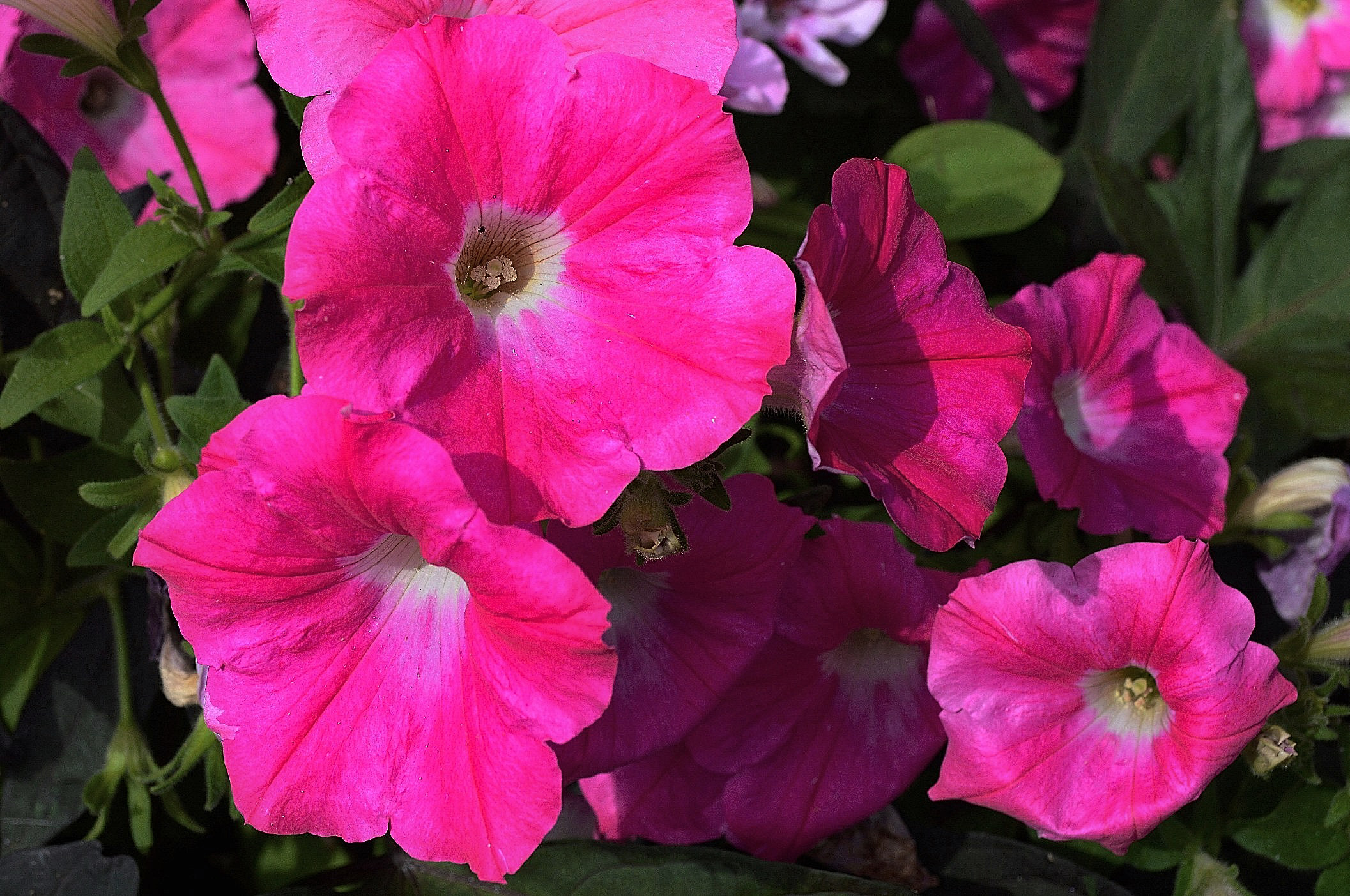 Flowers at Queen Mary’s Gardens Freed From Time