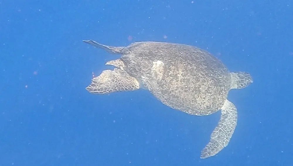 Des tortues de mer exposées à des risques de collision Kelonia