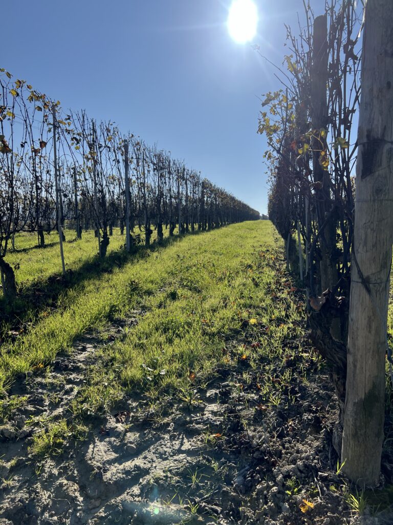10 Compelling Reasons To Visit Piedmont Italy Hidden Gem Of The
