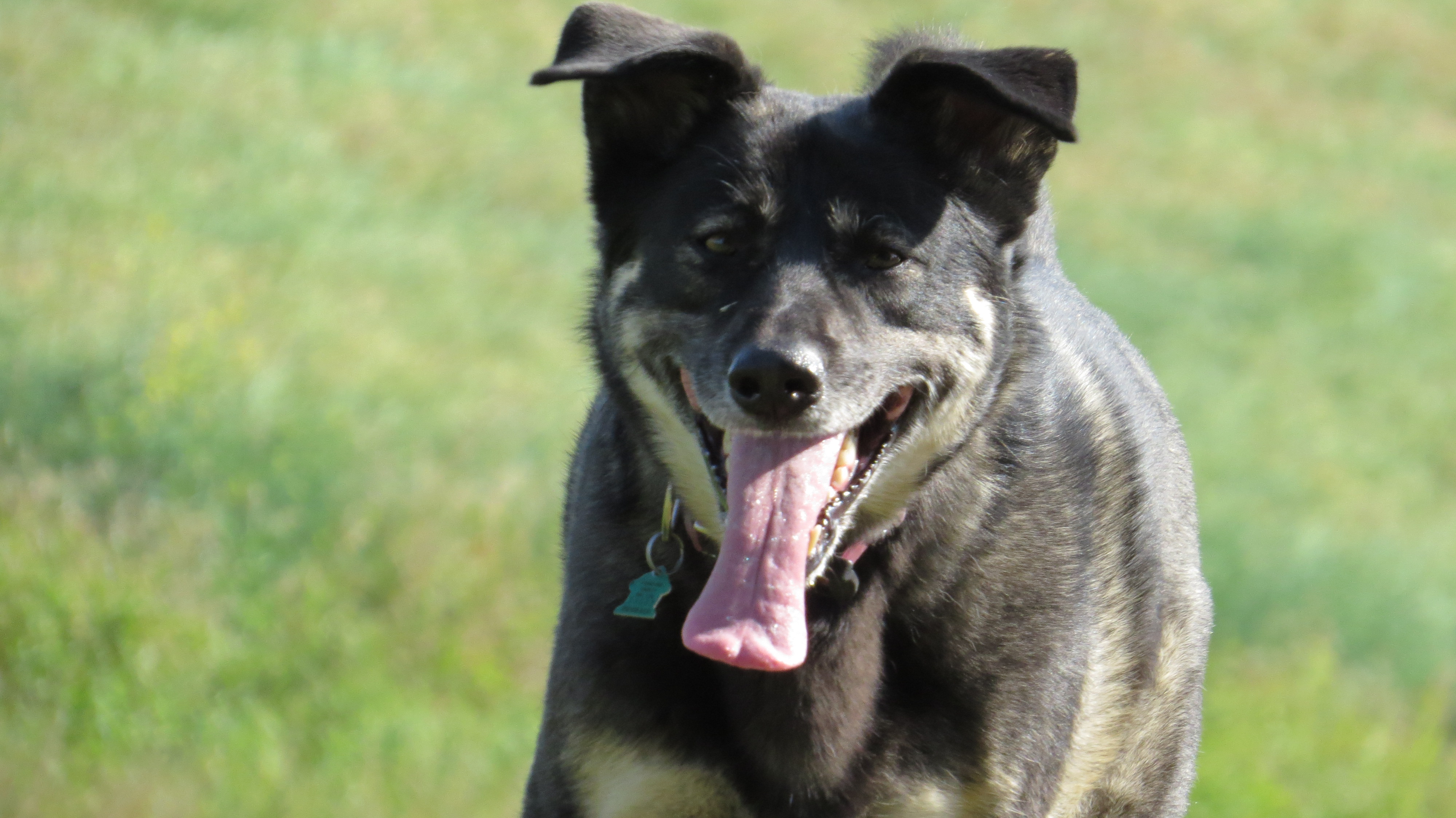 Meet My Dogs Jordan Freedom Dog Training & Behaviour