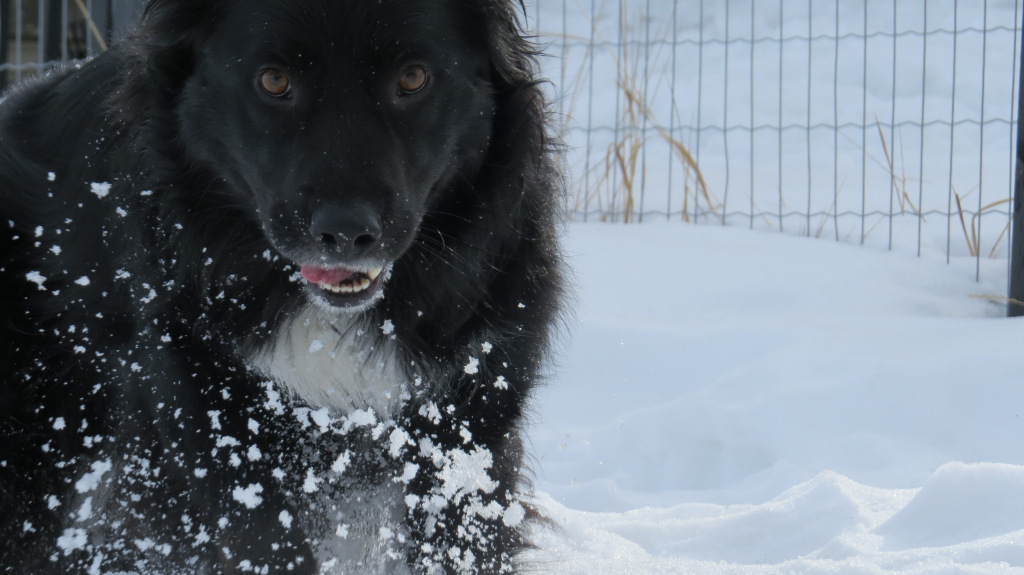 Freedom Dog Training & Behaviour Force Free Dog Training Edmonton