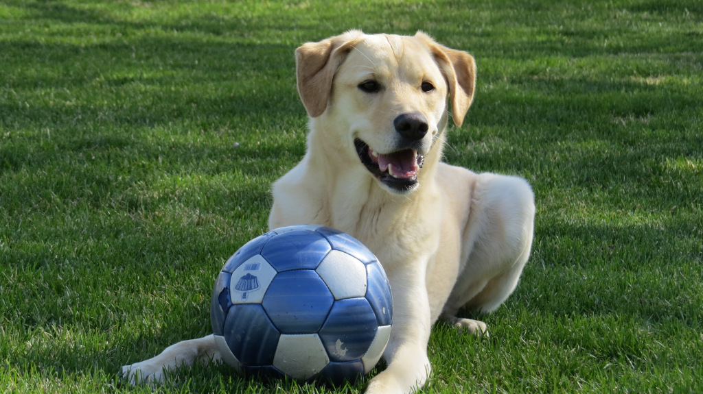 Freedom Dog Training & Behaviour Force Free Dog Training Edmonton