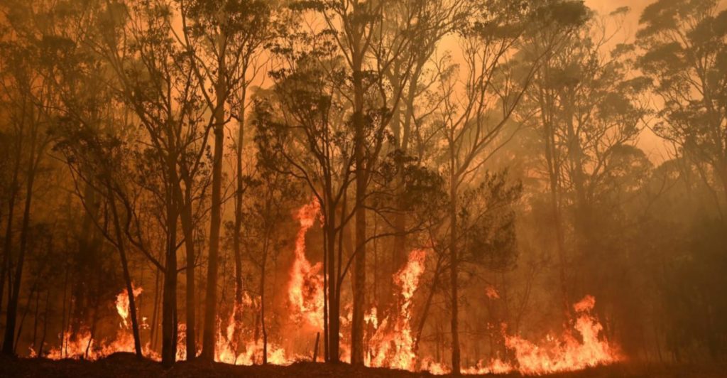 Why Australia is burning and what you can do to help Freedom Forever