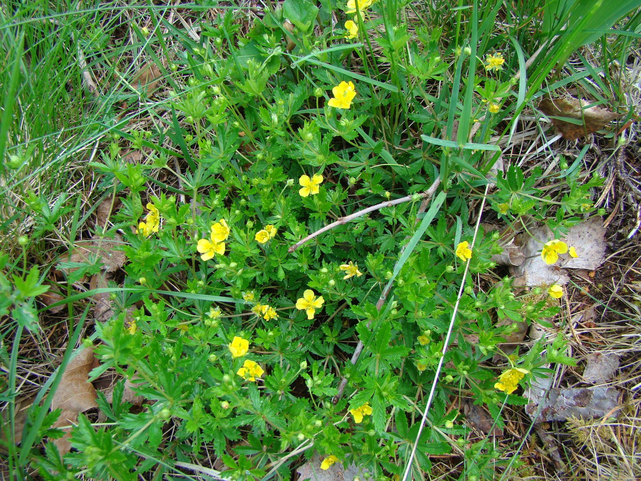 Images Flowers Plants Carbon Dioxide(CO2), Koldioxid(CO2) May