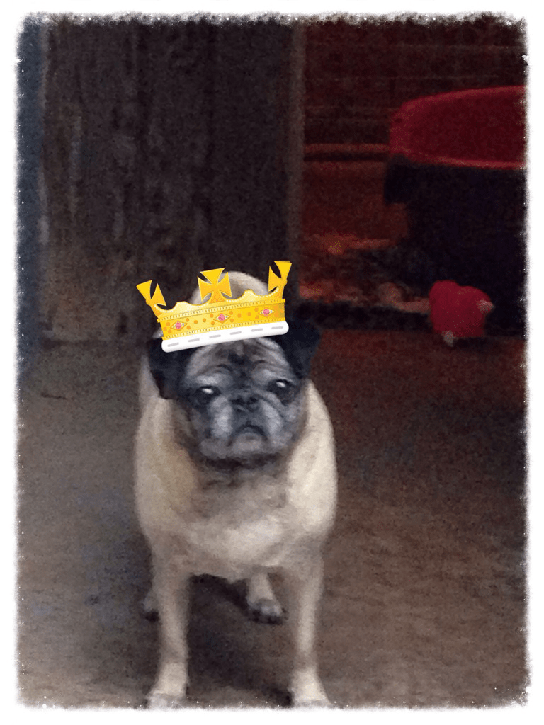 Rates Freedom Kennels