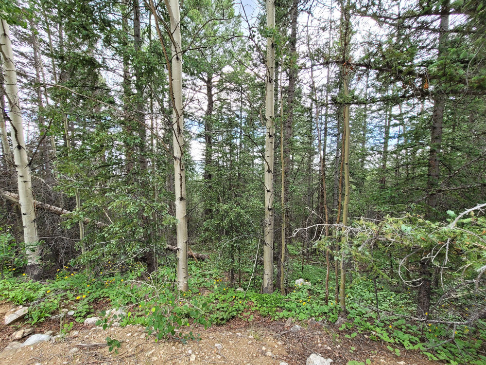 🌞 Fort Garland, Colorado 8.2 Acres Prime Hunting & Camping Land