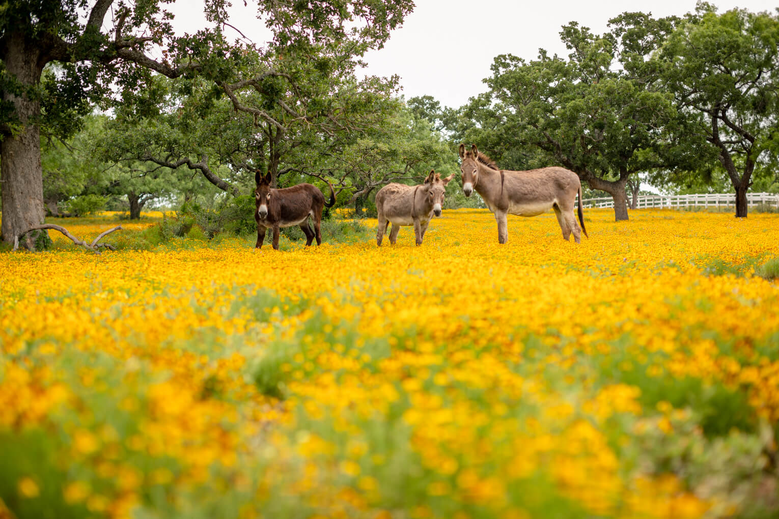 Freedom Lives Ranch RV Resort522 Freedom Lives Ranch RV Resort