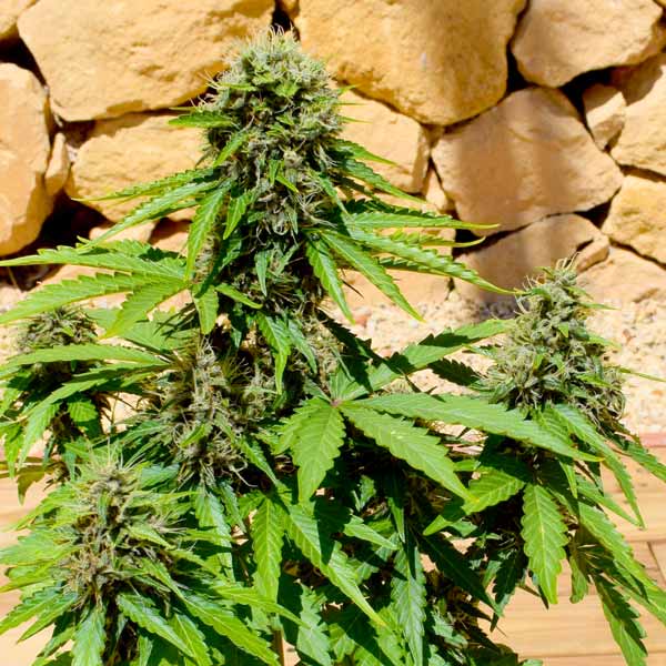 Auto Crystal Lightning Freedom of Seeds