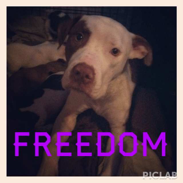 Freedom Tails Rescue