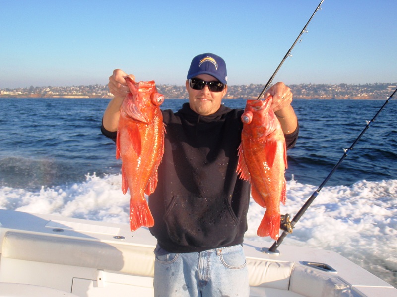 Red rockfish « Free Fishing Reports