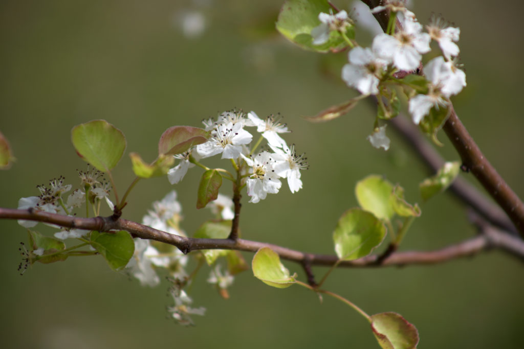 Flowering Tree Branch • Free Nature Stock Photo