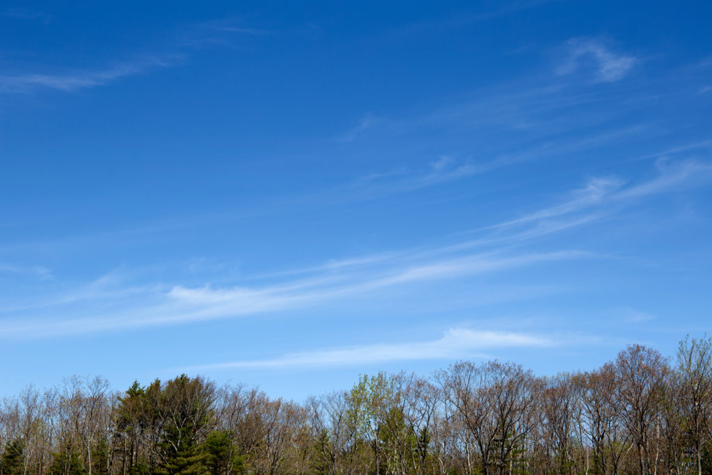 Blue Sky Over Early Spring Trees • Free Nature Stock Photo